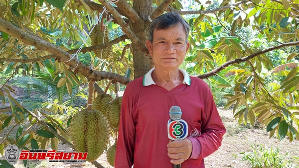 อำนาจเจริญ-ปลูกทุเรียนพันธ์ุหมอนทองประสบผลสำเร็จสร้างรายได้งามเกษตรกรฮือหา