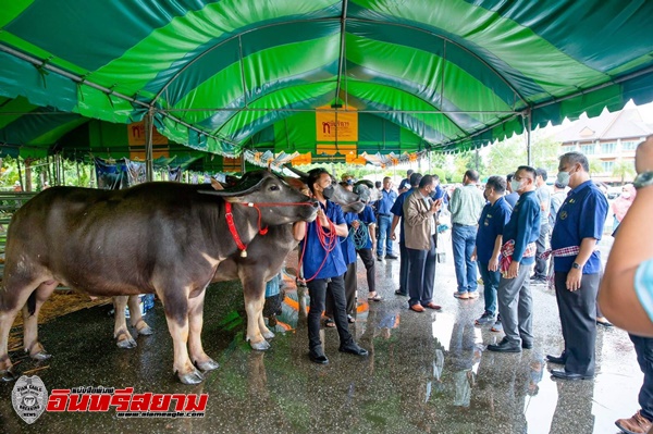  นครนายก-ข่าวนอกลู่ โครงการประชุมสัมมนาเครือข่ายเกษตรกรผู้เลี้ยงกระบือ