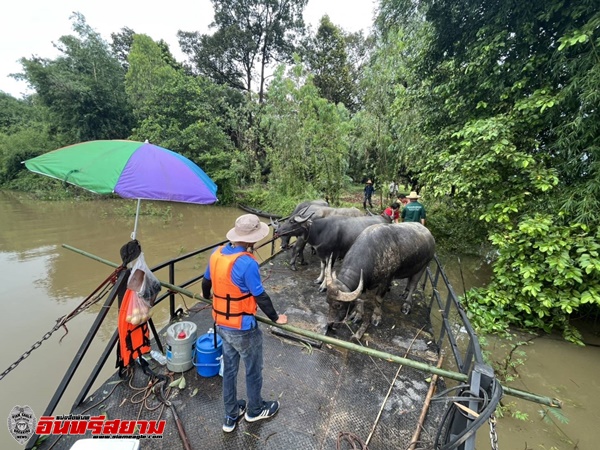 ส.ส.ชูวิทย์ กุ่ย เยี่ยมให้กำลังใจชาวบ้าน ขนย้าย วัว-ควาย หนีน้ำท่วม