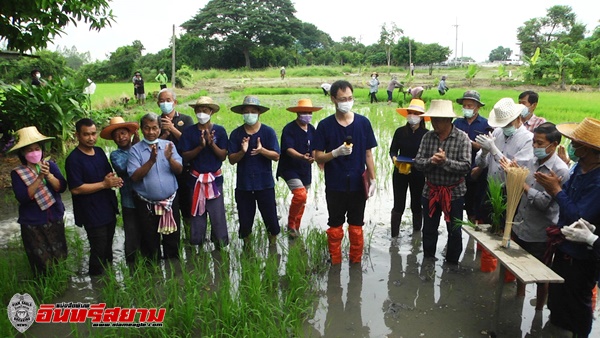 สุพรรณบุรี-อบต.ศรีประจันต์ จัดกิจกรรมสืบสานประเพณีลงแขกดำนา