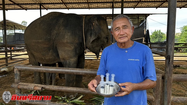 ชลบุรี-คุณโต้ง สวนนงนุชพัทยา สั่งรีดนมแม่ช้าง ช่วยลูกช้างวัย 2 สัปดาห์หิวโซ