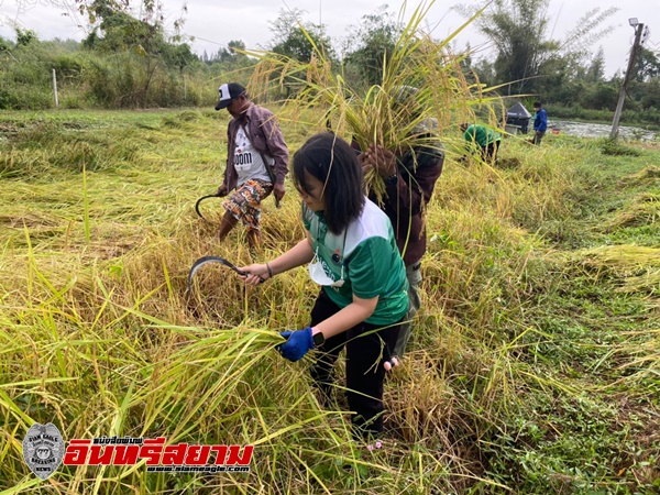 ประจวบคีรีขันธ์-อุทยานวิทยาศาสตร์หว้ากอลงแขกเกี่ยวข้าวช่วยเหลือชาวบ้าน