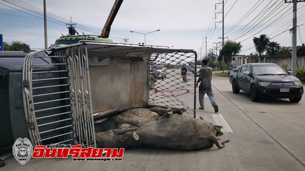 สุพรรณบุรี-กระบะบรรทุกซากควาย 3 ตัว เสียหลักเฉี่ยวชนพลิกคว่ำ