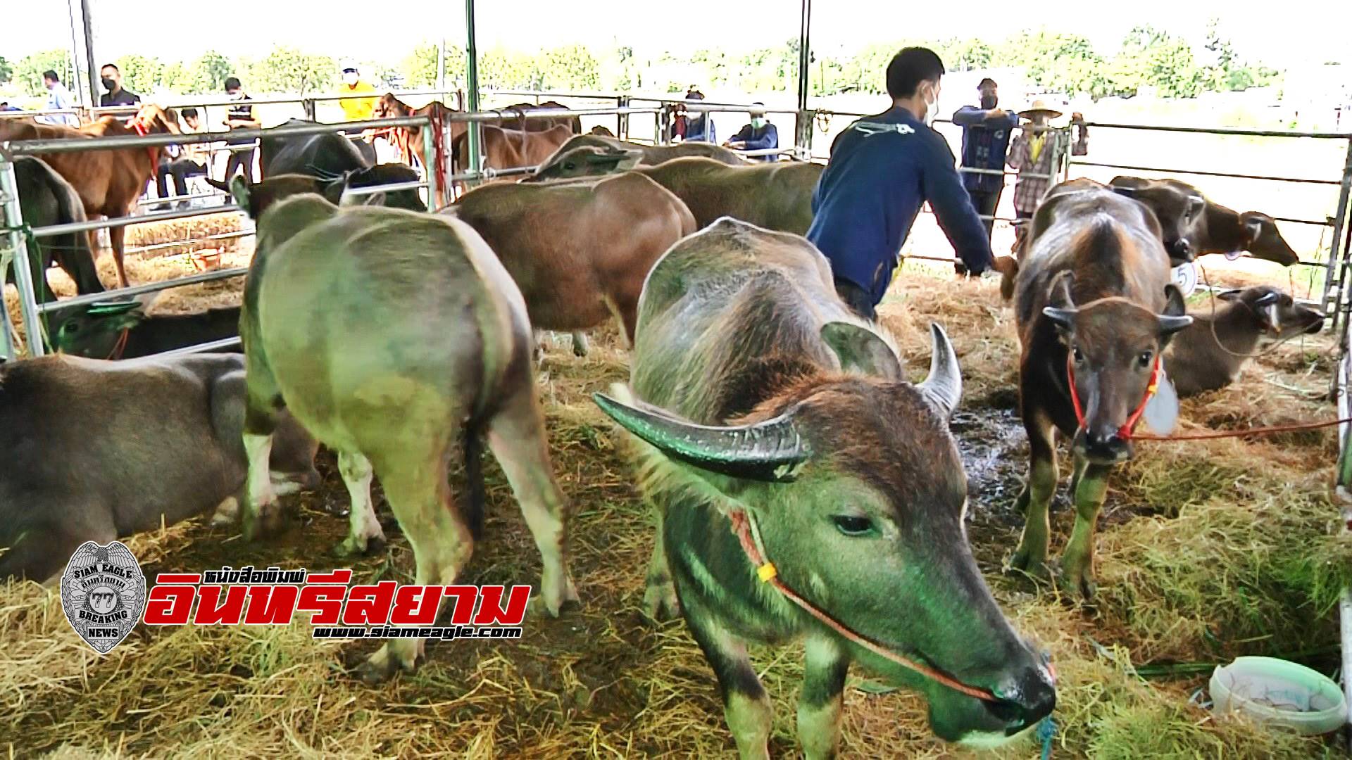 สุพรรณบุรี-มอบโคกระบือ..ส่งเสริมการเกษตรตามหลักปรัชญาเศรษฐกิจพอเพียง