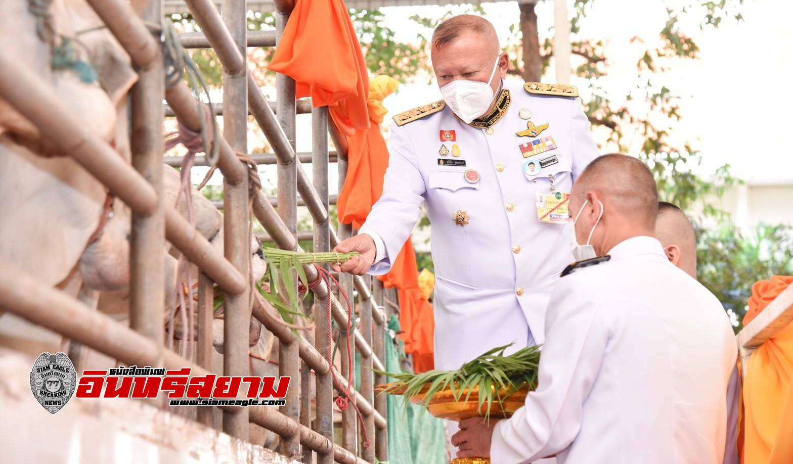 อยุธยา-บำเพ็ญพระราชกุศลไถ่ชีวิตโค กระบือ