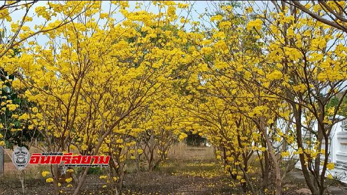 ปราจีนบุรี-วันแห่งความรักนี้ชวนมาชมดอกเหลืองอินเดียรอบโบสถ์-ไหว้หลวงพ่อทันใจ ขอพร