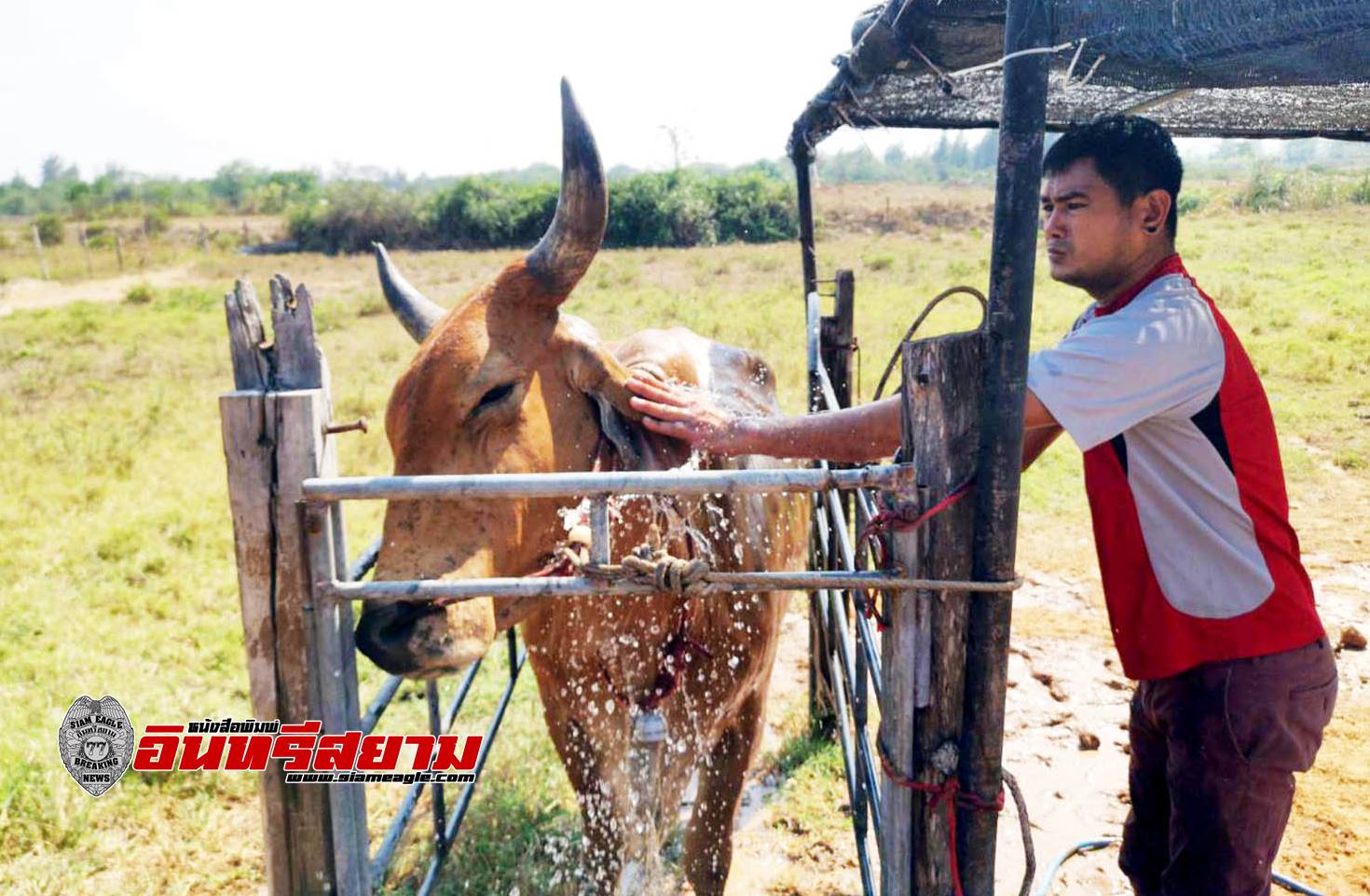 ประจวบคีรีขันธ์-เกษตรกรหันมาเลี้ยงโคสายพันธุ์ต่างประเทศ สร้างรายได้นับล้านบาทต่อปี