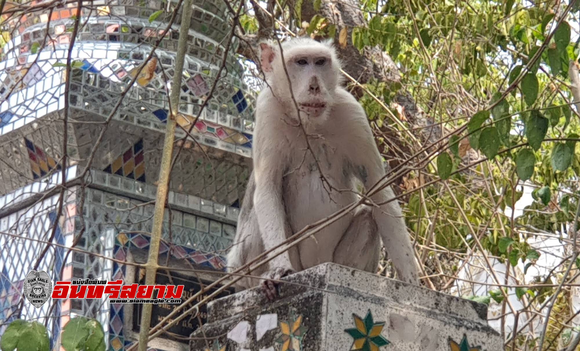 เพชรบุรี-พบลิงเผือกหายากบนเขาวัง”ยุทธพล”เดินหน้าลุยแก้ปัญหาชประชากรลิงลดลง