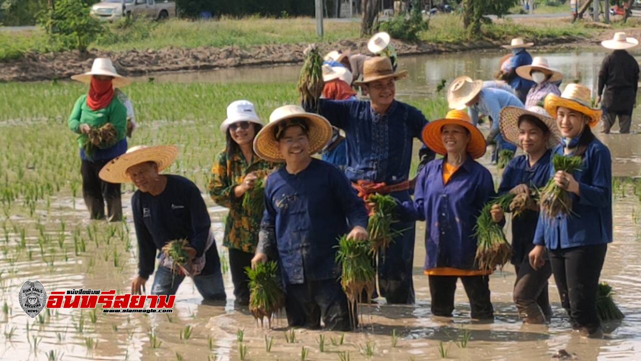 สระบุรี-อบต.บัวลอย ร่วมกับกำนัน และชาวบ้าน จัดกิจกรรม‘’ย้อนวันวาน‘สืบสานวิธีไทย ลงแขกดำนา ถอนกล้า ‘’