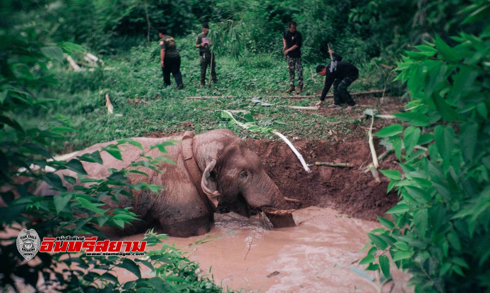 นครนายก-ช่วยช้างป่าพลายสาริกาตกบ่อน้ำ