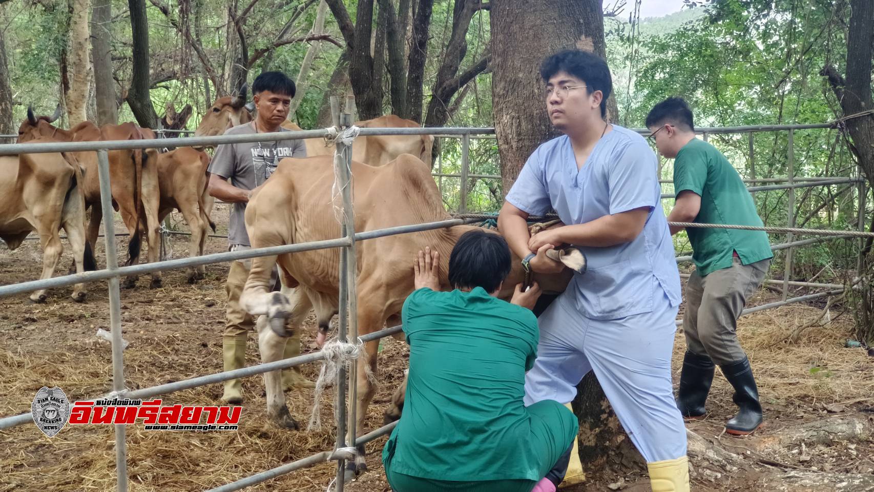 กาญจนบุรี-กำนัน ต.ช่องสะเดาร่วมกับคณะแพทย์ฯม.เกษตรฯเฝ้าระวังโรคในสัตว์