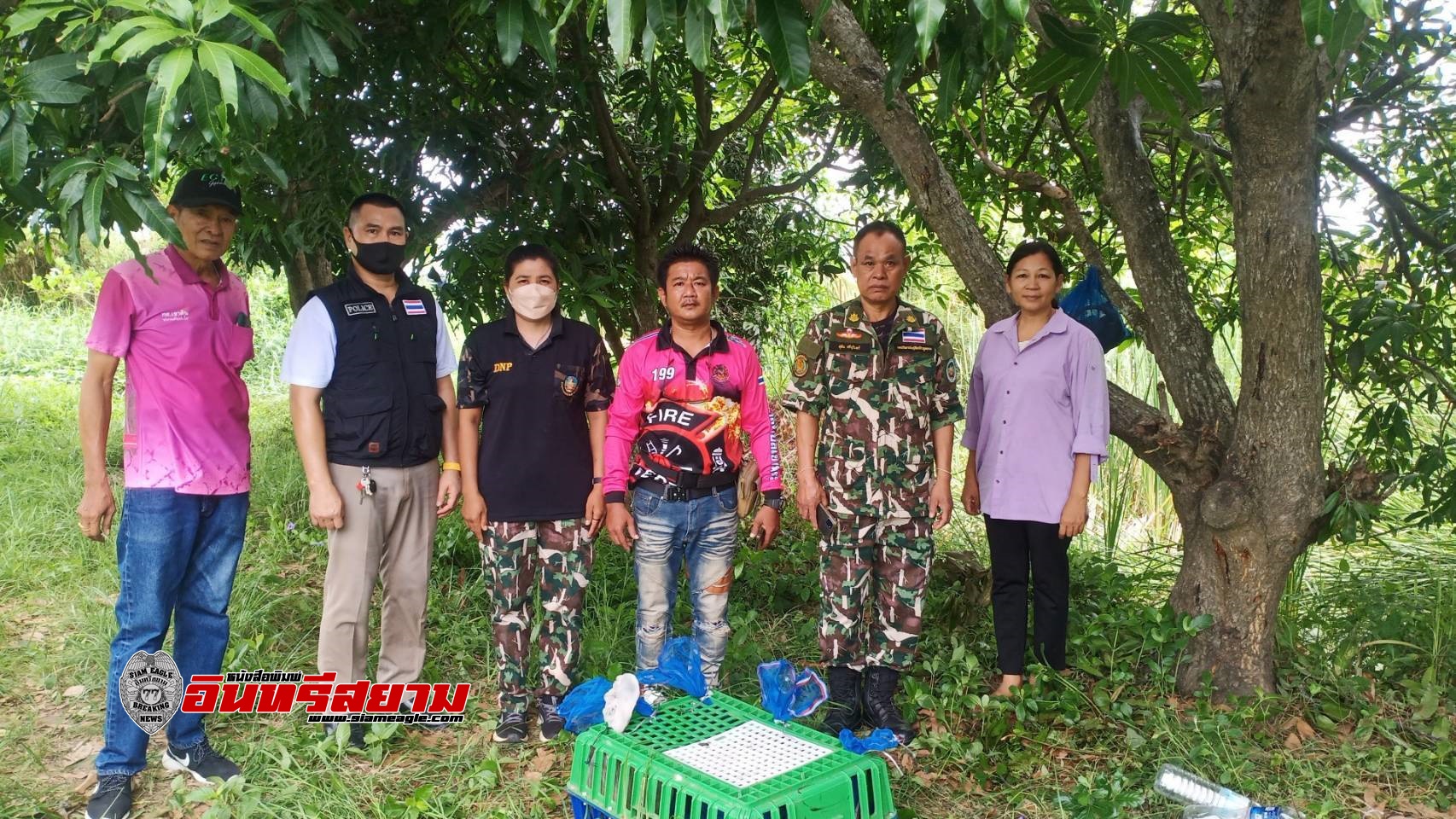 สุพรรณบุรี-แก๊งค์ค้าสัตว์ลักลอบทิ้งลิงตกไซต์ในสวนมะม่วง