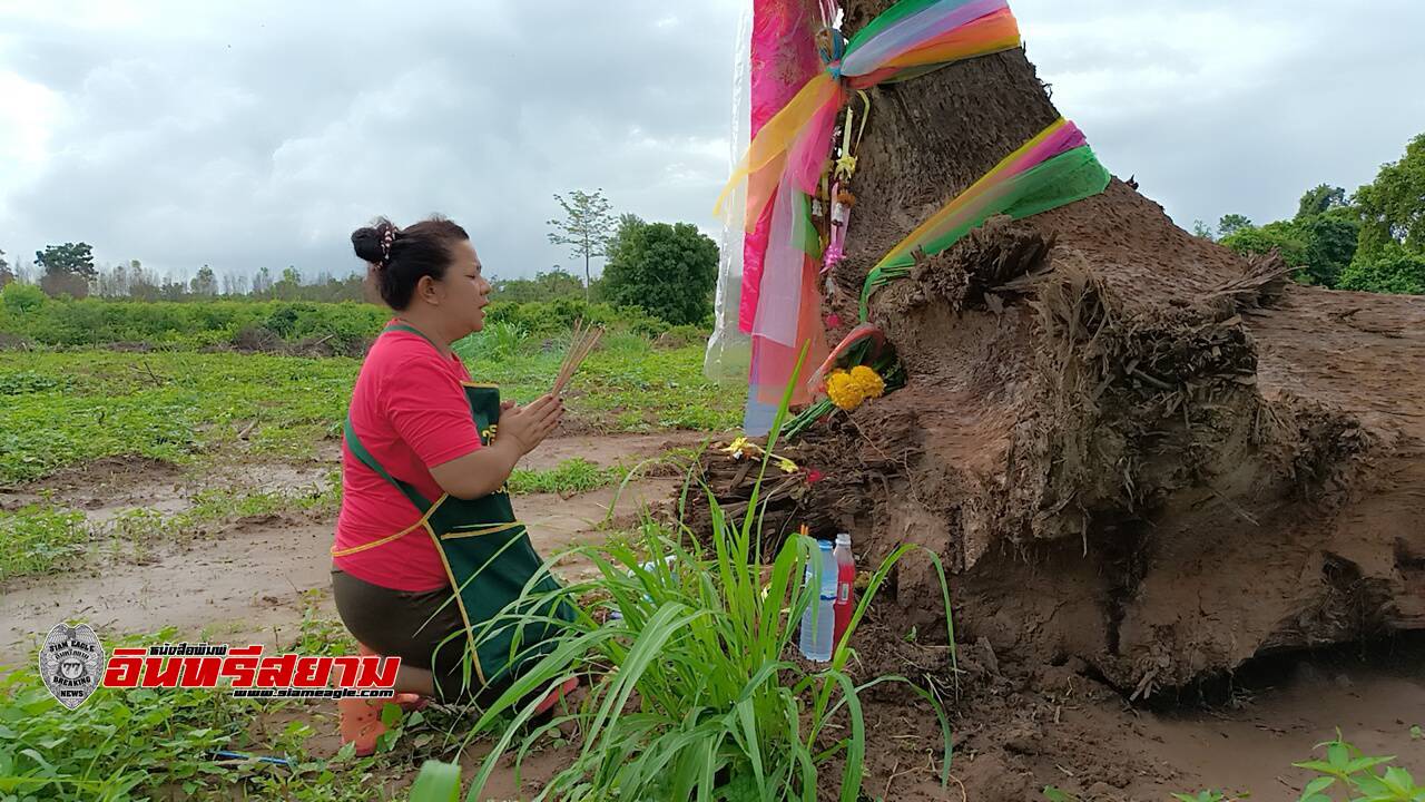 ปราจีนบุรี-แก้บน..ต้นตะเคียนให้เลขเด็ดถูกหวยรางวัลที่ 4 รวม 10 ใบ เลขท้าย 2 ตัว 20 ใบ รับห้าแสน