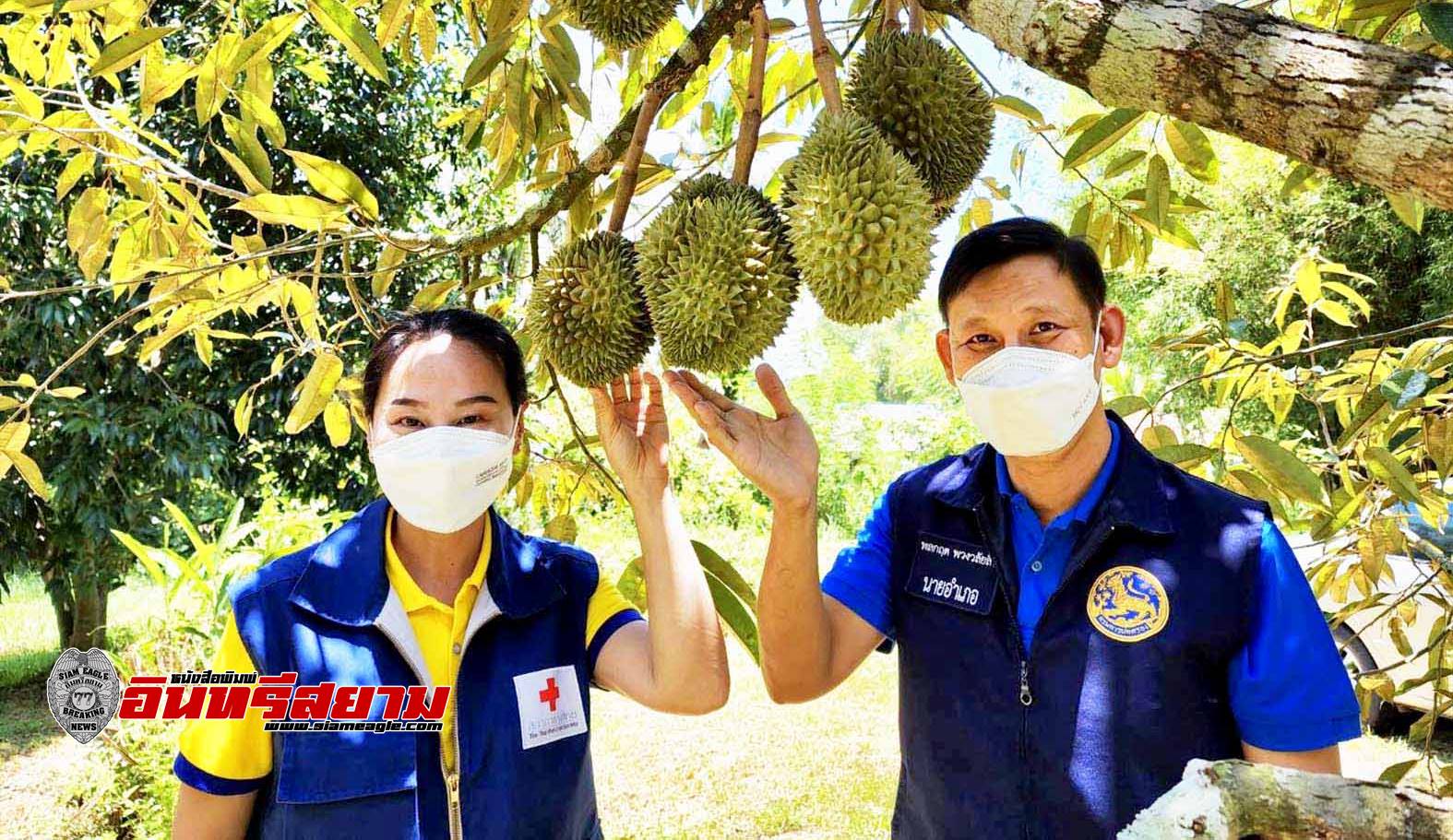 ประจวบคีรีขันธ์-นอภ.หัวหิน ชวนชิมทุเรียนป่าละอูในงานมหกรรมผลไม้และของดีป่าละอู ครั้งที่ 10