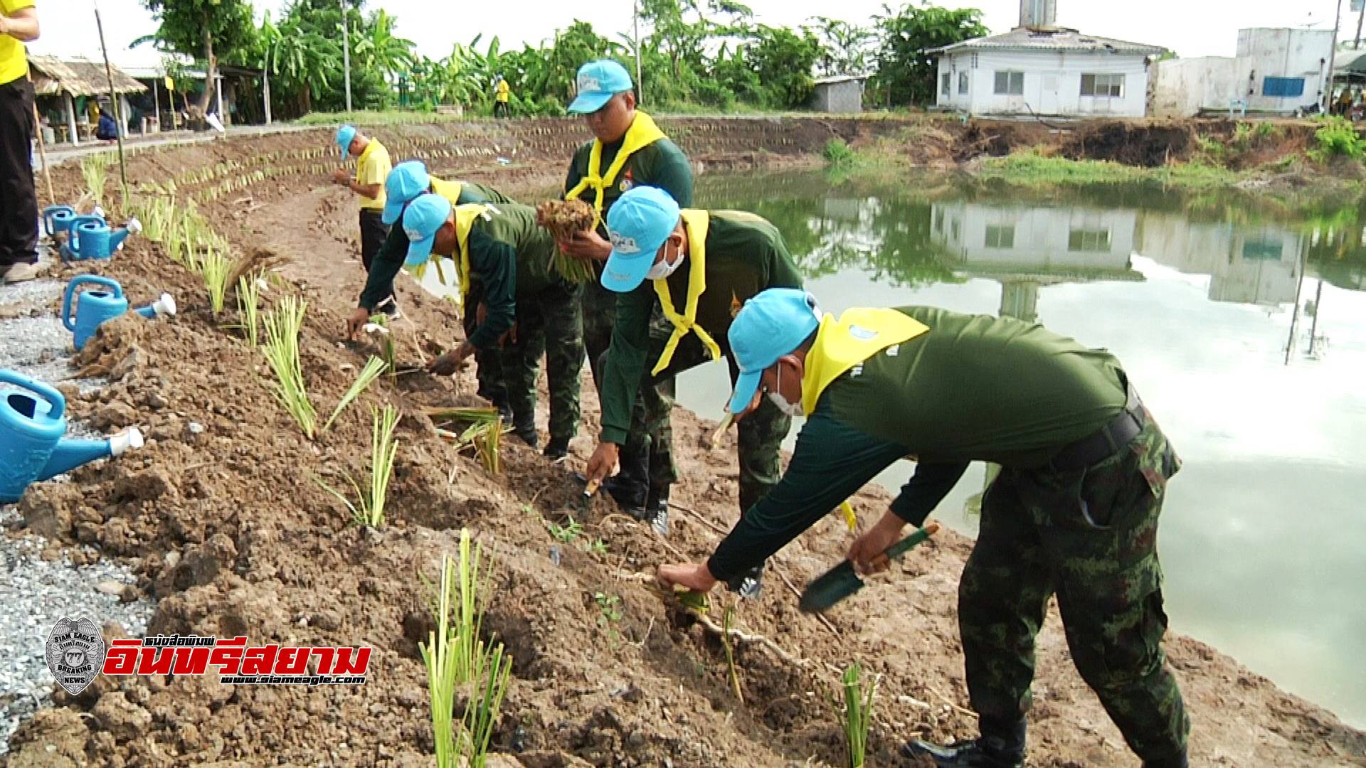 สุพรรณบุรี-จิตอาสาพระราชทานกองพลทหารราบที่ 9 ร่วมปลูกหญ้าแฝกเฉลิมพระเกียรติ