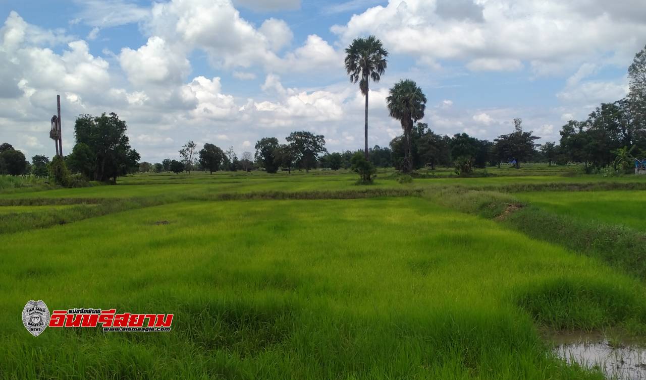 บุรีรัมย์-เกษตรจังหวัดฯให้เกษตรกรรีบกักเก็บน้ำฝน..หวั่นภาวะเอลนีโญทำให้เกิดฝนทิ้งช่วง