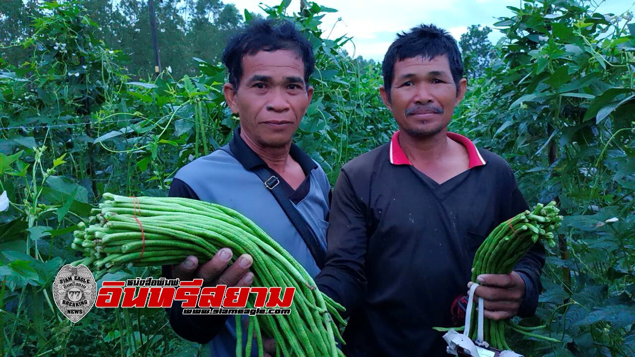 ปราจีนบุรี-ทำมาหากิน! เก็บถั่วฝักยาวเที่ยงคืนถึงเที่ยงวัน รายได้กระฉูดวันละ 1,000บาท