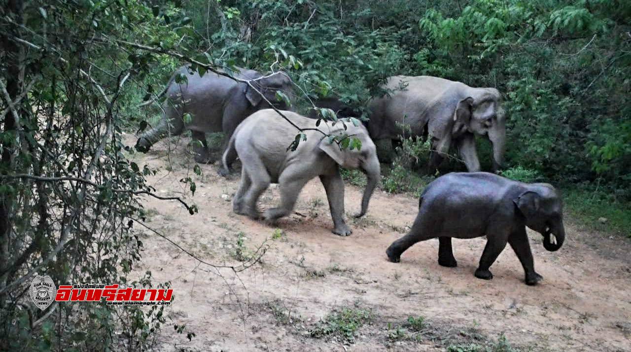 เพชรบุรี -ช้างป่าพังรั่วปีนไปหากินในหมู่บ้าน จนท.สนธิกำลังชุดผลักดันช้างป่า..ชาวบ้านวอนรัฐบาลชุดใหม่แก้ไข