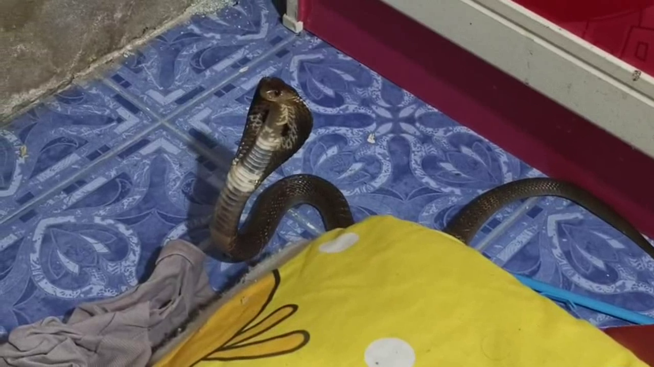 สระบุรี-งูเห่าโผล่ข้างที่นอนเด็กหญิงวัย 12 ปี แมวคู่ใจโดดขวางขู่