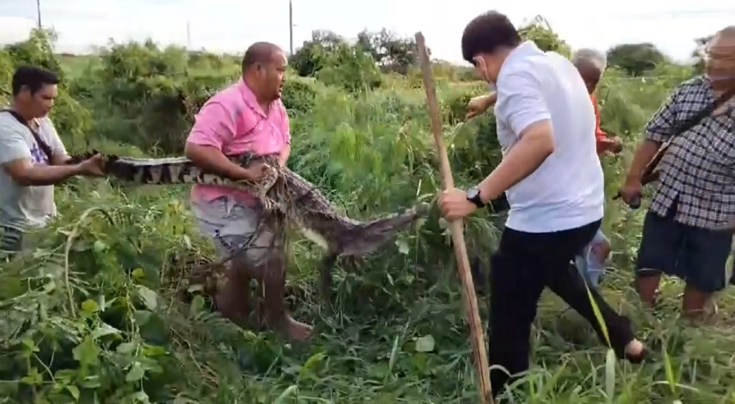 สุพรรณบุรี-เจ้าหน้าที่ปูพรมล่าจระเข้หลุดจากฟาร์มกว่า 30 ตัว