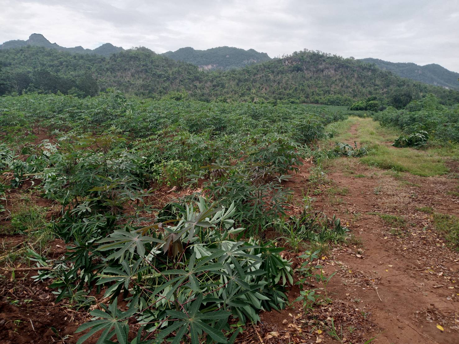 กาญจนบุรี-ช้างป่าหิวโซเข้าทำลายพืชไร่ชาวบ้านเสียหาย