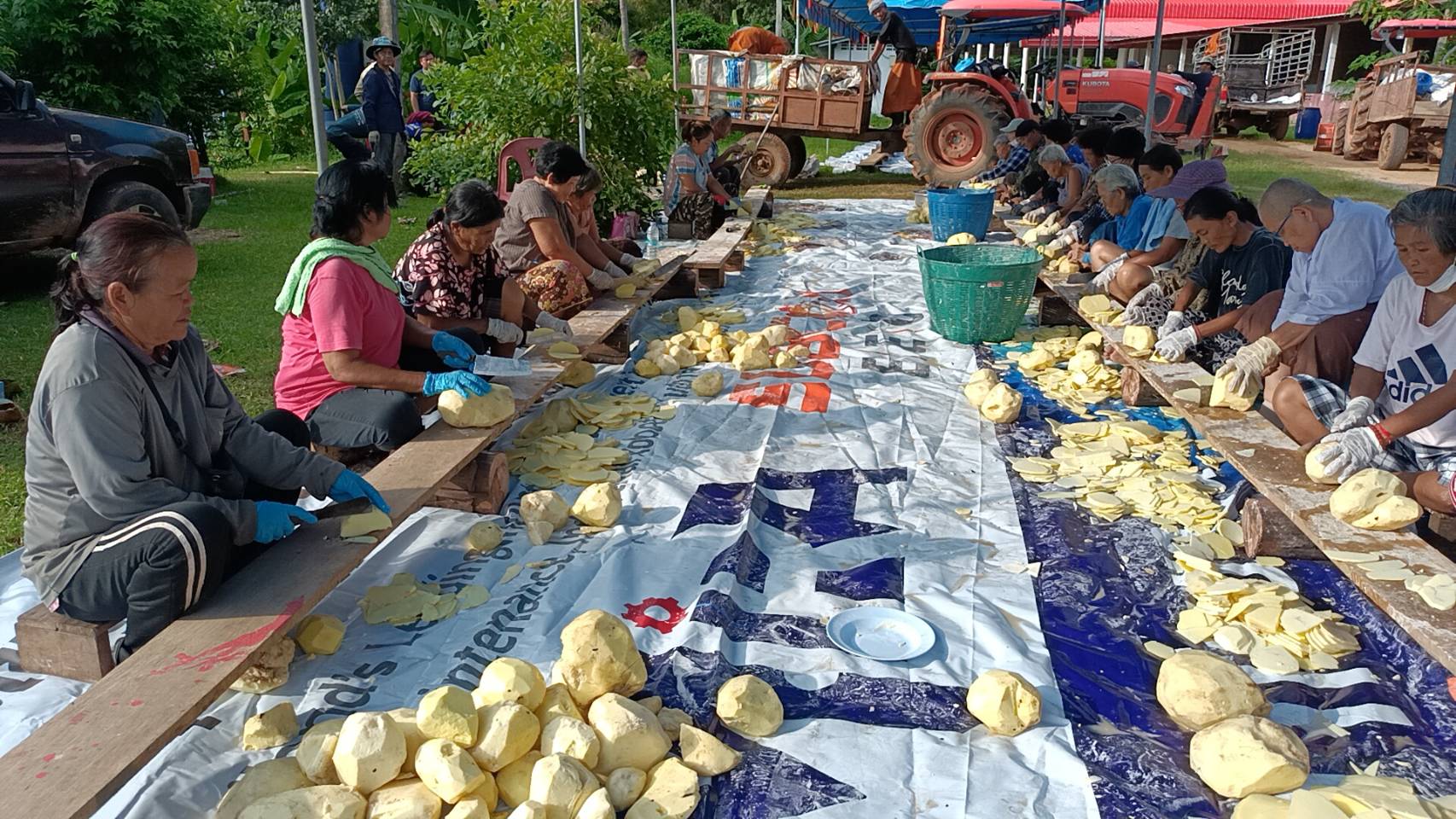 ปราจีนบุรี-สืบสานประเพณีบุญกลอยหนึ่งเดียวในไทย! ขุดกลอยจากป่าชุมชน 1 ตัน