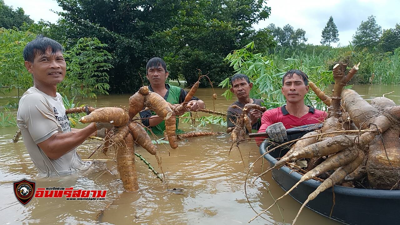 ปราจีนบุรี-ชาวไร่มันลอยคอมุดน้ำถอนหัวมันสำปะหลังหนีน้ำท่วม