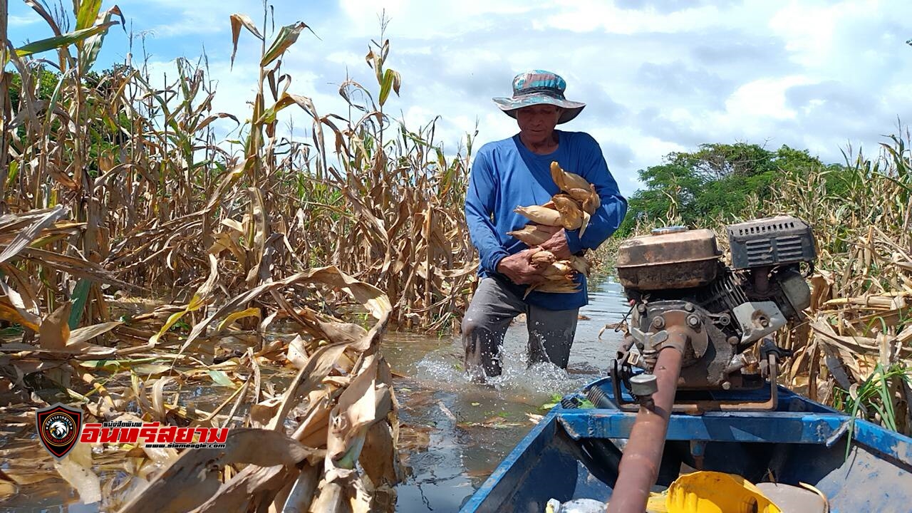 ปราจีนบุรี-ชาวไร่พายเรือ..หักข้าวโพดหนีน้ำท่วม..!!