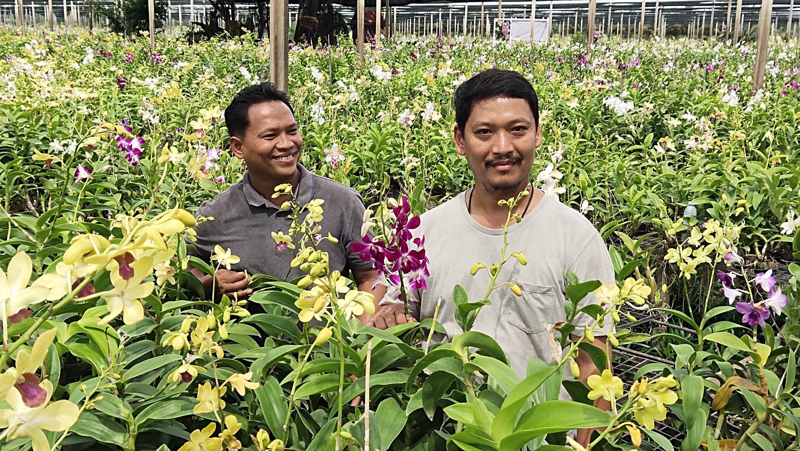 สุพรรณบุรี-สองพี่น้องสานต่อธุรกิจสวนกล้วยไม้จากพ่อขยายครบวงจร สร้างรายได้เดือนละล้านบาท