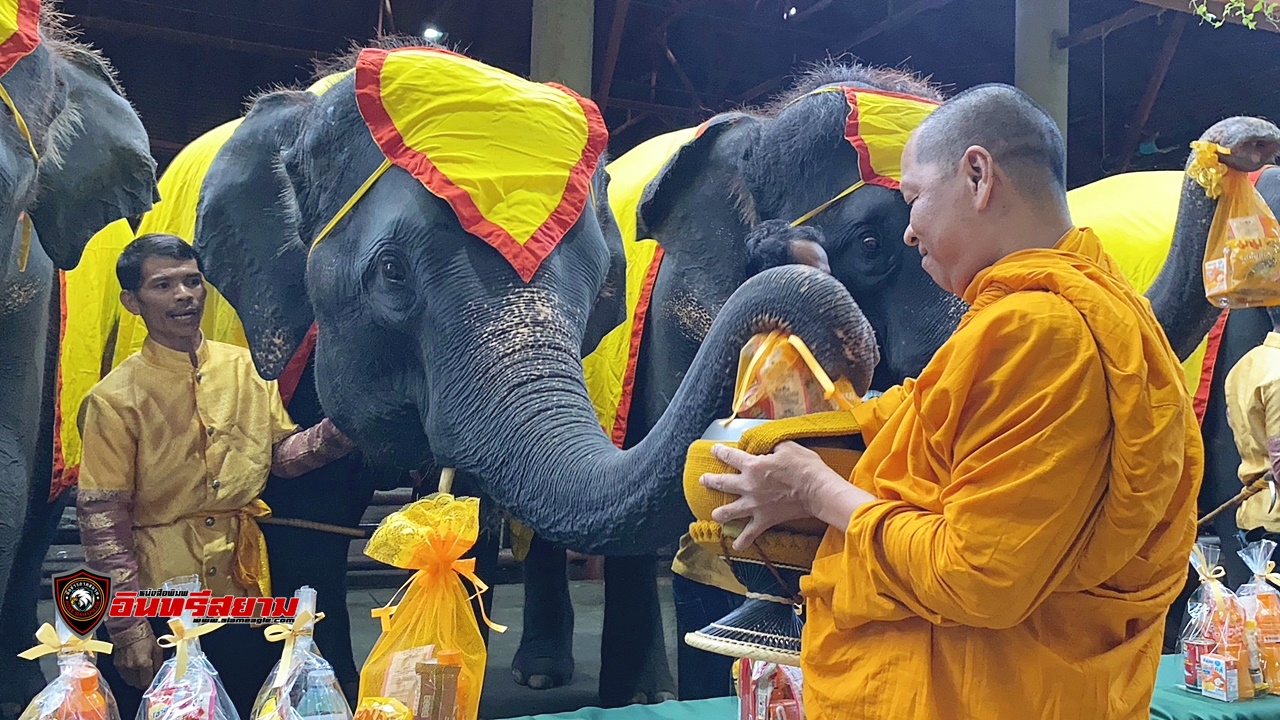 ชลบุรี-สวนนงนุชพัทยา นำช้าง 9 เชือก ร่วมทำบุญตักบาตรถวายเป็นพระราชกุศล เนื่องในวันนวมินทรมหาราช