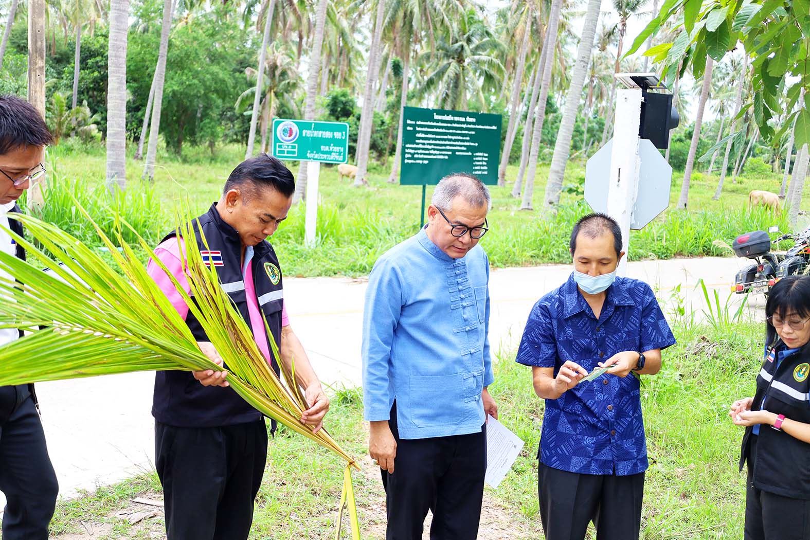 ประจวบคีรีขันธ์-เร่งให้ความรู้เกษตรกรพื้นที่ทับสะแก หลังพบการระบาดของศัตรูมะพร้าว