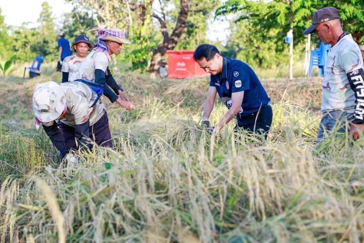 บุรีรัมย์-รองผู้ว่า นำหัวหน้าส่วนราชการ และสมาชิก อส. ลงแขกเกี่ยวข้าวเอามื้อสามัคคี