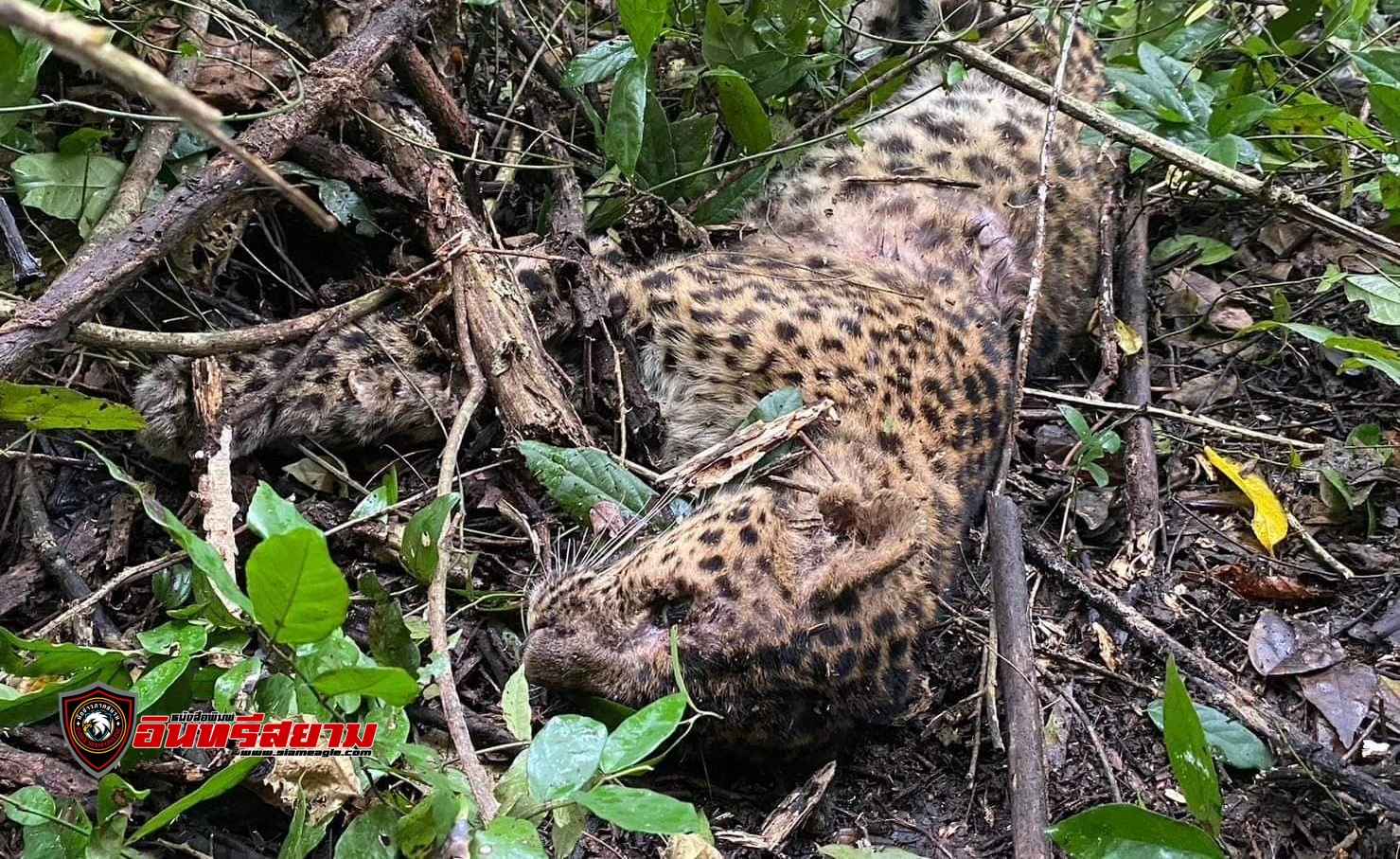 เพชรบุรี-“เสือดาวแก่งกระจานบาดเจ็บ” ล่าสุดตายแล้ว พบบาดแผล ทั่วตัว 42 จุด