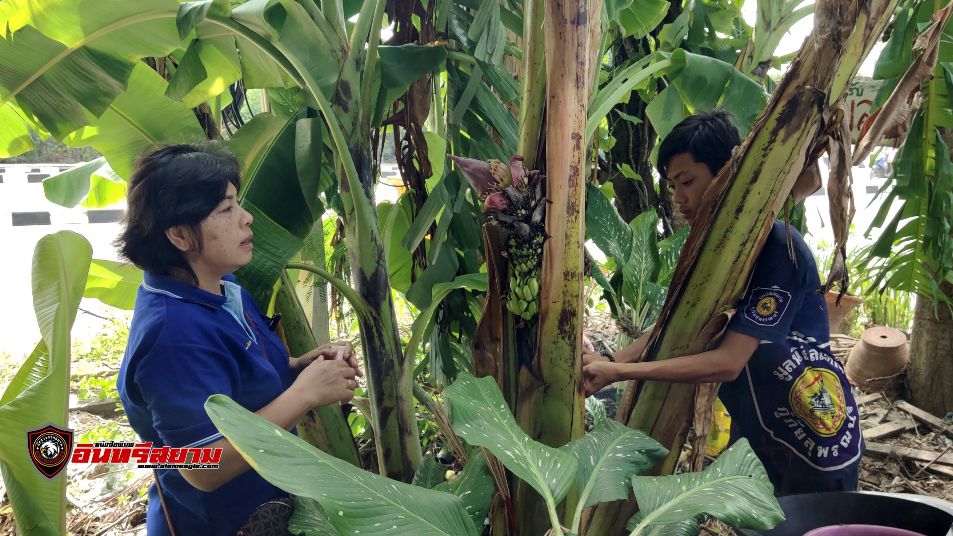 สุพรรณบุรี-โค้งสุดท้าย..!!แห่ส่องเลขกล้วยออกเครือกลางต้น..!!!