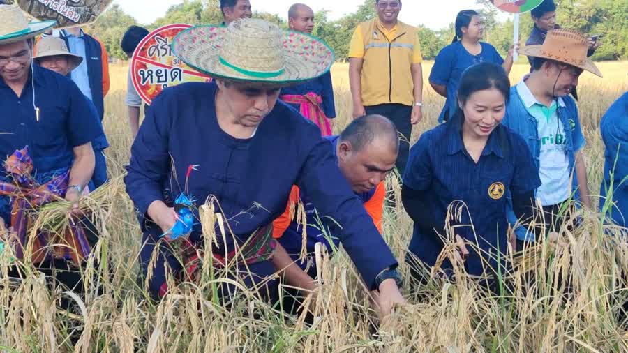 ศรีสะเกษ-ผู้ว่านำชาวบ้านสืบสานประเพณีลงแขกเกี่ยวข้าว พร้อมรณรงค์หยุดเผาในพิ้นที่การเกษตร