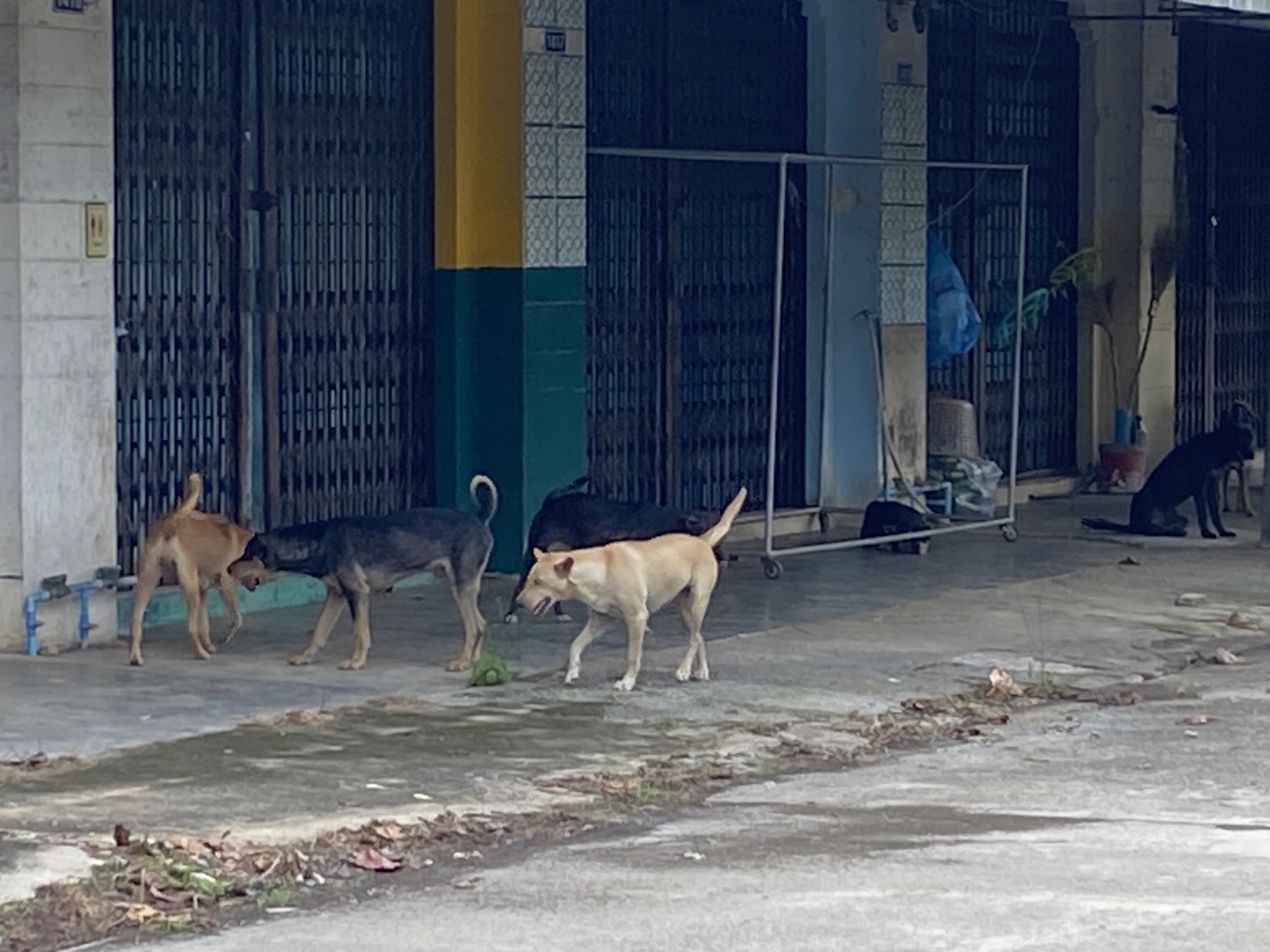 สตูล-สุนัขจรจัดไล่กัดเด็กและชาวบ้าน วอนหน่วยงานเร่งช่วยเหลือแก้ไข