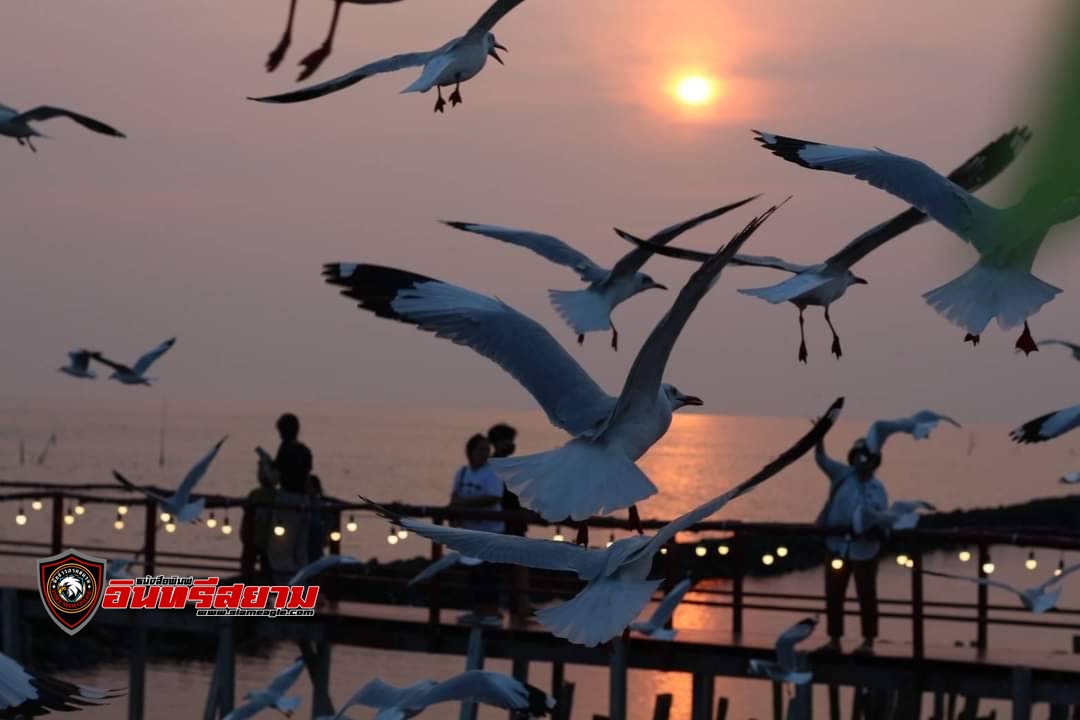 สมุทรสาคร-เปิดเทศกาลต้อนรับลมหนาว”กินเพลิน เดินชิว ชมวิวริมสะพานแดง ชมฝูงนกนางนวล”