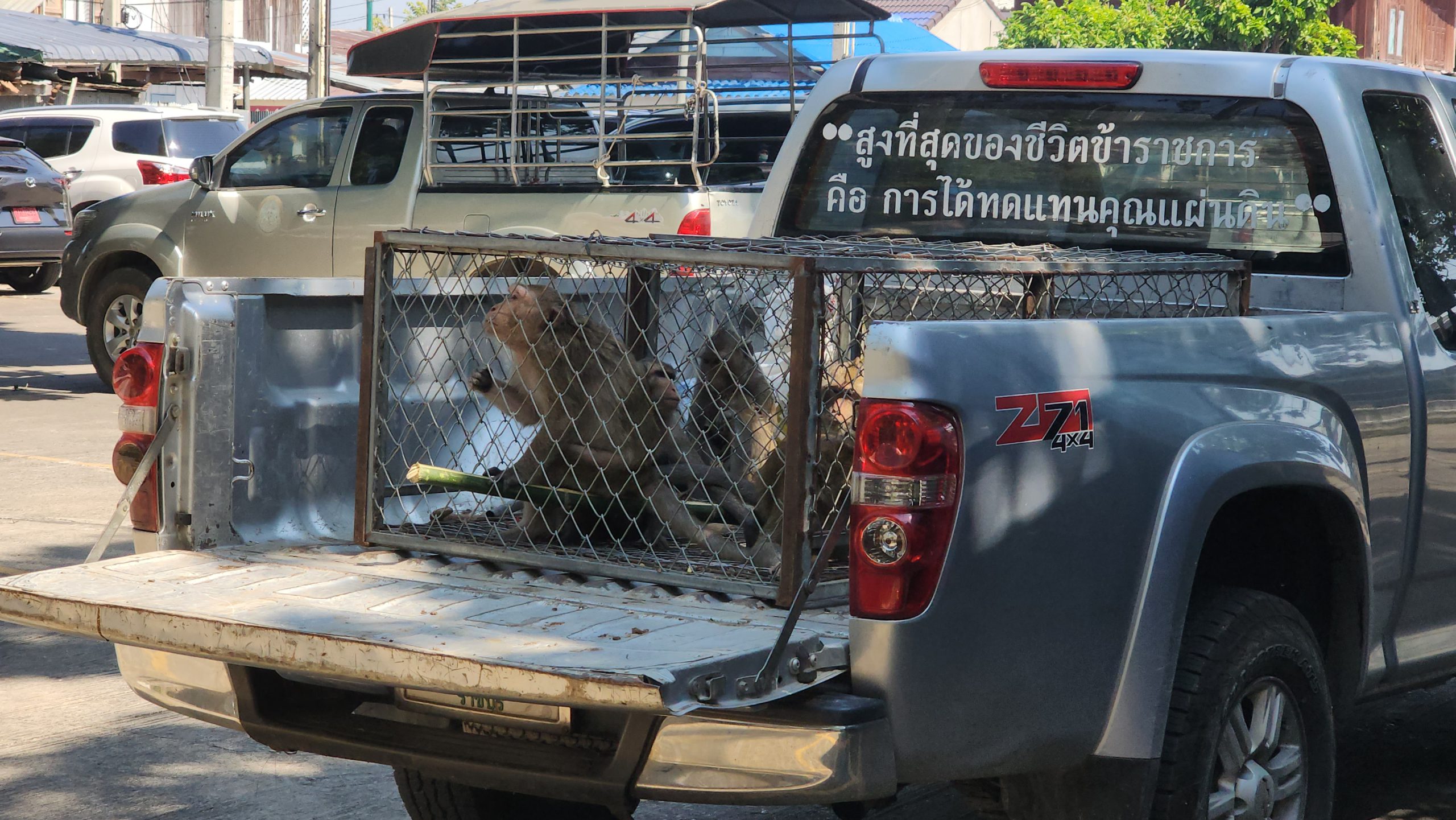 เพชรบุรี-เริ่มแล้ว ดีเดย์จับลิงเขาวังเมืองเพชรวันแรก ย้ายไปควบคุมในสถานที่พักพิงชั่วคราว ภายในสถานีเพาะเลี้ยงสัตว์ป่าห้วยทราย