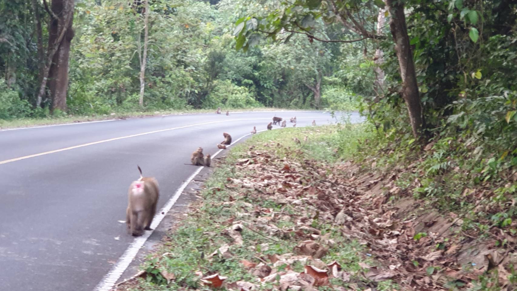 ปราจีนบุรี-อุทยานเขาใหญ่มรดกโลก หนาว 12 องศาเซลเซียส พบลิงป่าออกมาตากแดดรับไออุ่นบนถนน