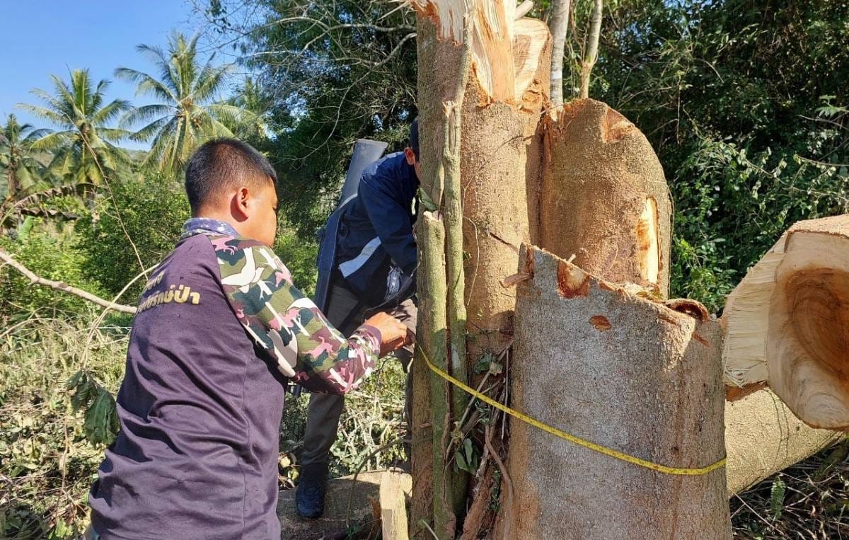 เพชรบุรี-ลักลอบตัดไม้หวงห้ามบริเวณโป่งแดงในเขตอุทยานแห่งชาติแก่งกระจาน