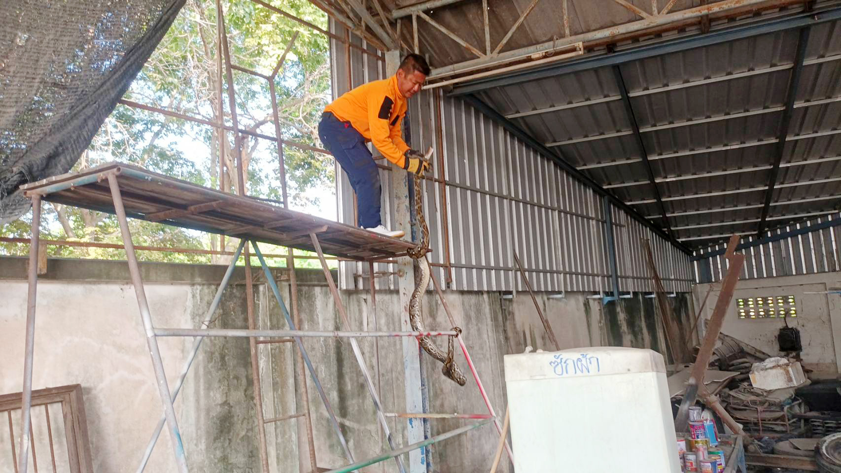 สุพรรณบุรี-งูเหลือมบุกโรงกลึง