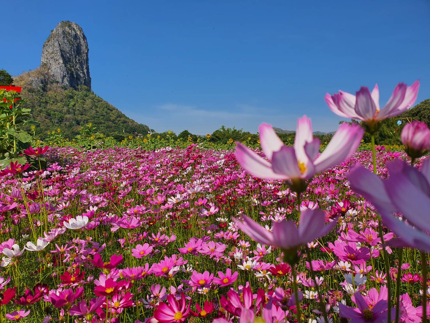 ลพบุรี-ดอกไม้สวยสุดตาท้าลมหนาวรอรับท่องเที่ยวมาเยือนในวันคริสต์มาสและเทศกาลวันปีใหม่