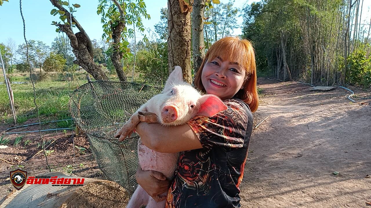 ปราจีนบุรี-ลูกหมูขี้อ้อนชอบกินขนม คลอเคลียร์ไม่ห่างอยู่กับคน ที่ใบหูมีเลขเด็ด เลข “520”