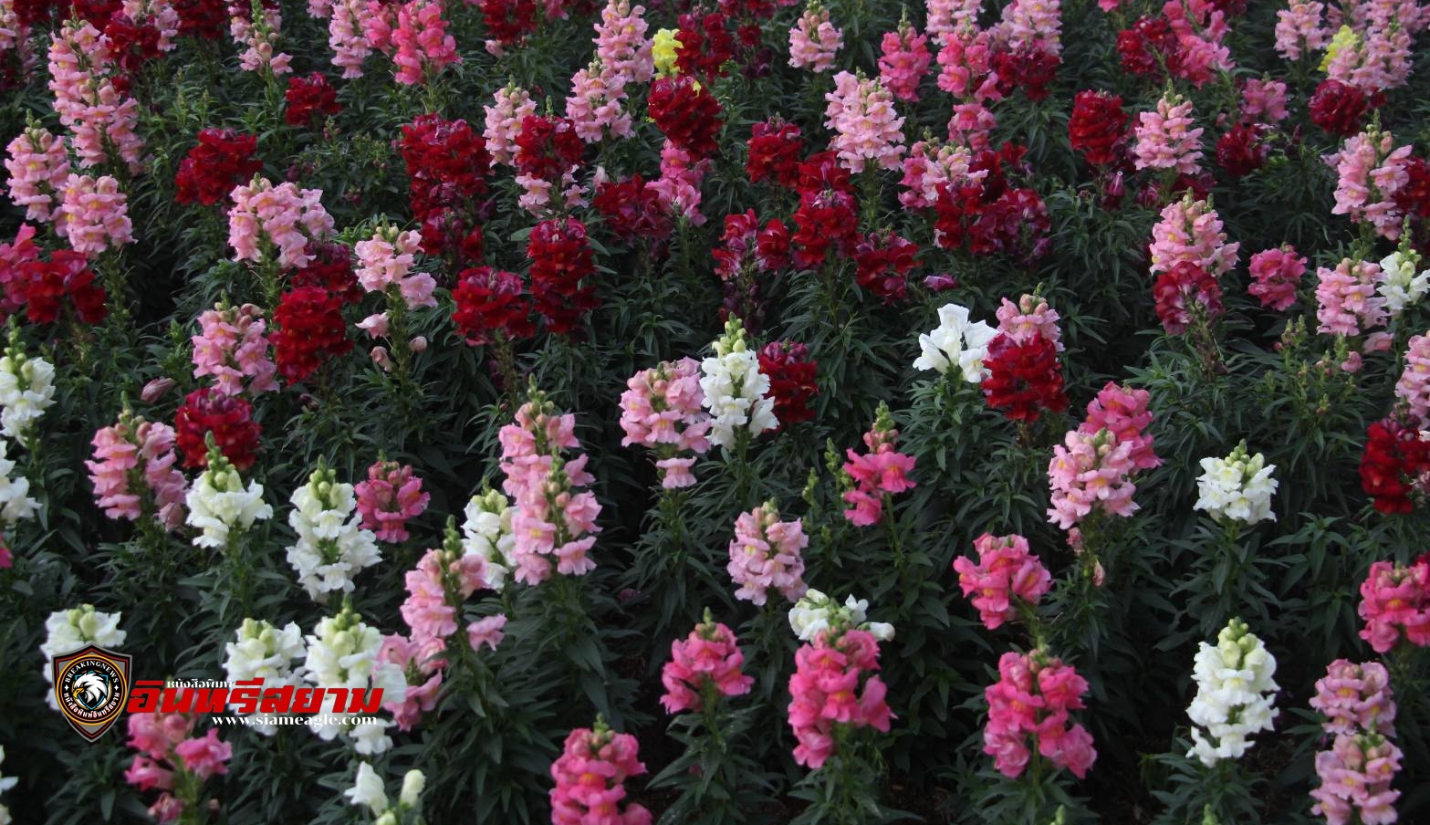 เชียงใหม่-เทศบาลนครฯเริ่มเปิดสวนสาธารณะหนองบวกหาด ให้นักท่องเที่ยวเข้าชมงานมหกรรมไม้ดอกไม้ประดับ ครั้งที่ 47