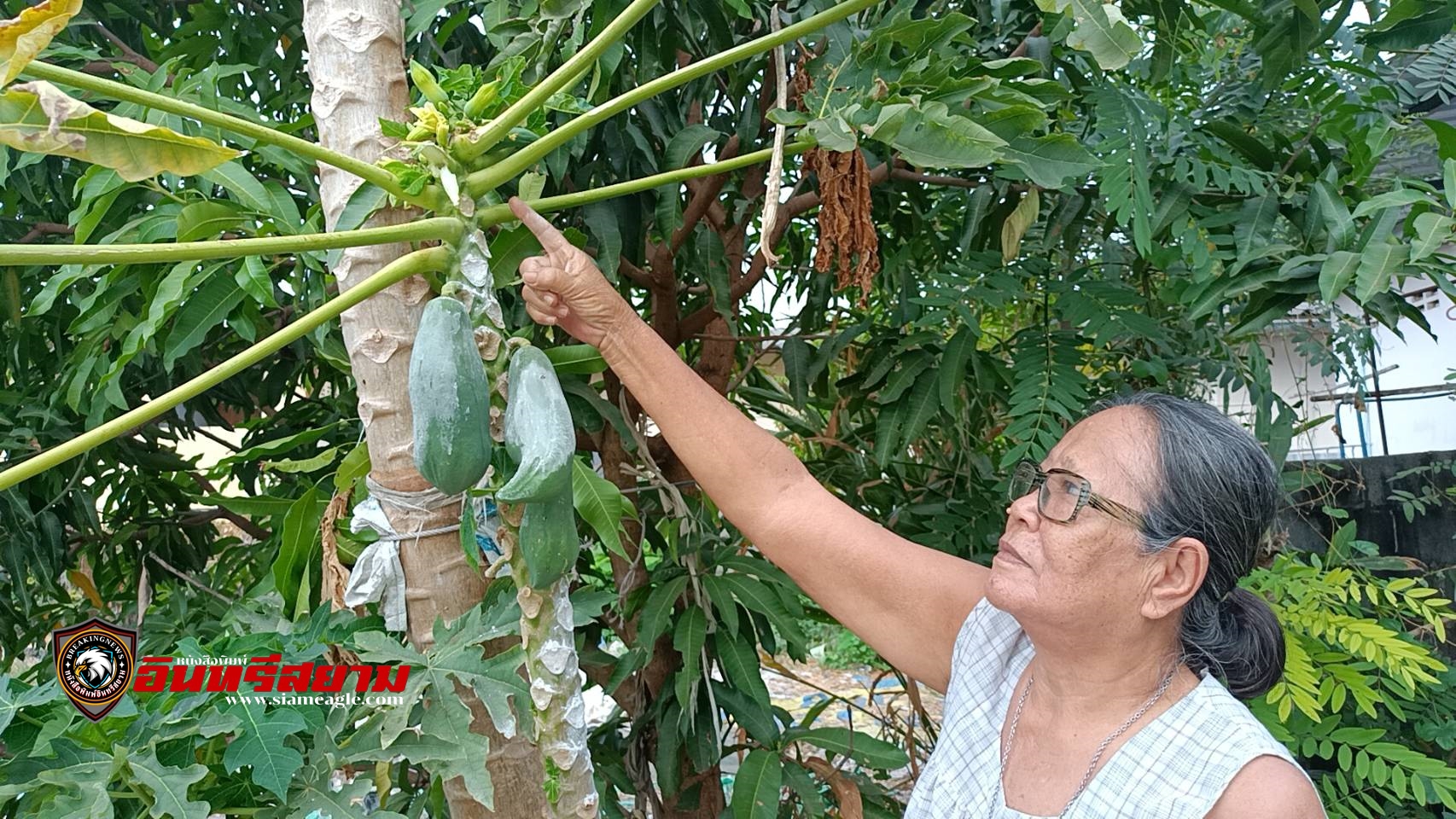 ปราจีนบุรี-วันหยุด..ยายขอโชคต้นมะละกอยอดด้วนแล้วยังออกลูกเจ้าของถือว่าเฮง ๆ รับเทศกาลตรุษจีน