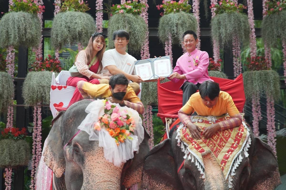 ชลบุรี-สวนนงนุขพัทยา จดทะเบียนสมรสบนหลังช้างรับ 14 กุมภา วันวาเลนไทน์