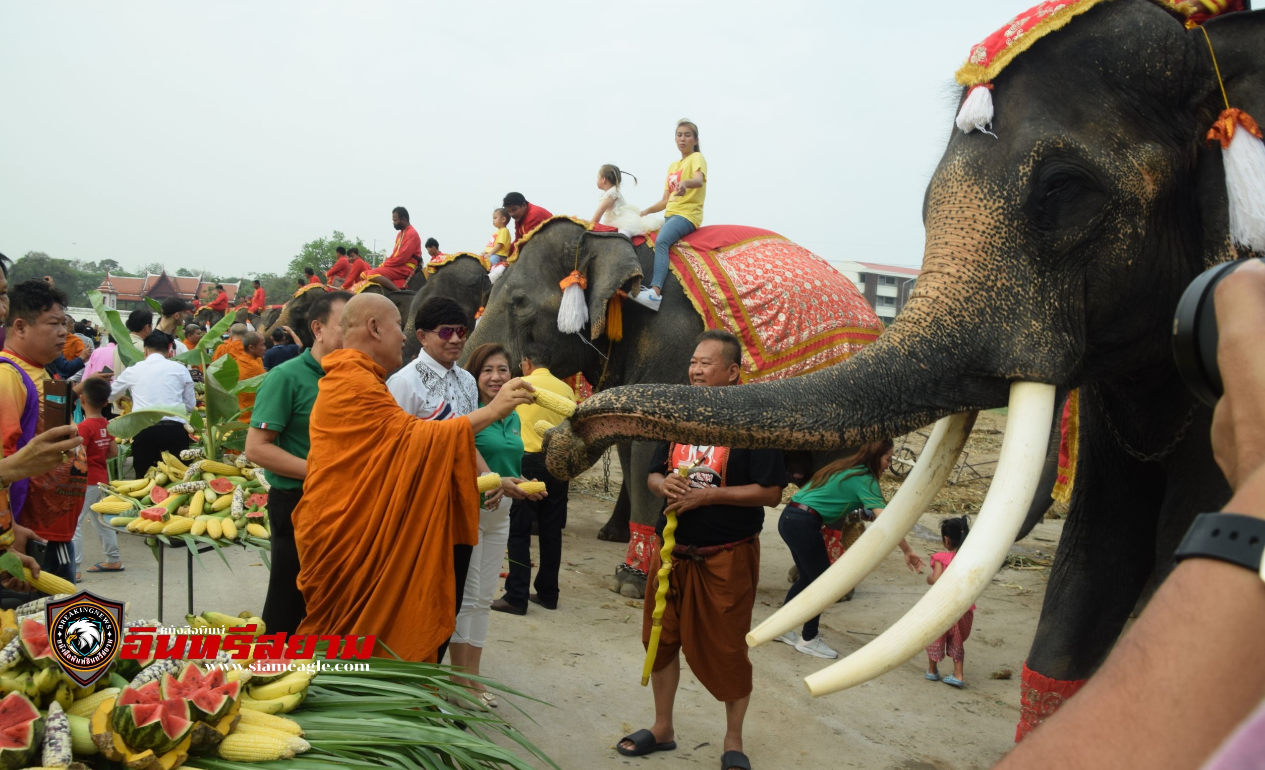 อยุธยา-เลี้ยงโต๊ะจีนช้างกว่า 70 เชือก ให้กับช้างไทย เนื่องในวันช้างไทย