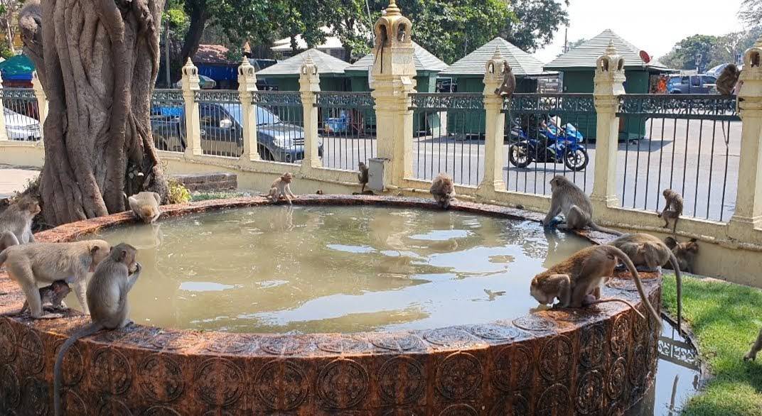 ลพบุรี-กลางเมืองร้อนระอุทะลุ 38 องศาเหล่าบรรดาลิงหาที่คลายร้อน