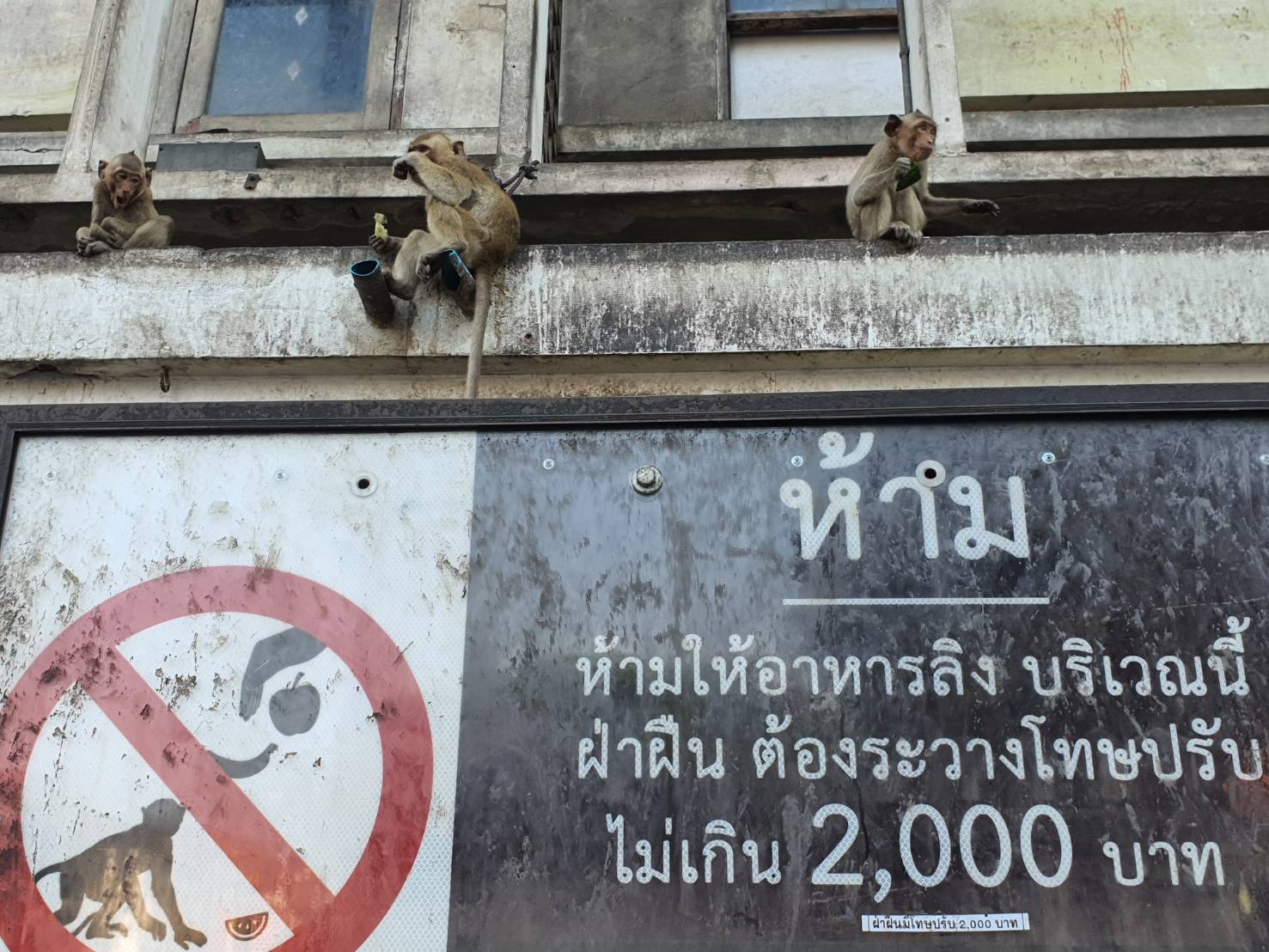 ลพบุรี-ลิงโมโหหิวก้าวร้าวบุกชิงของกินทำร้ายชาวบ้านบาดเจ็บ