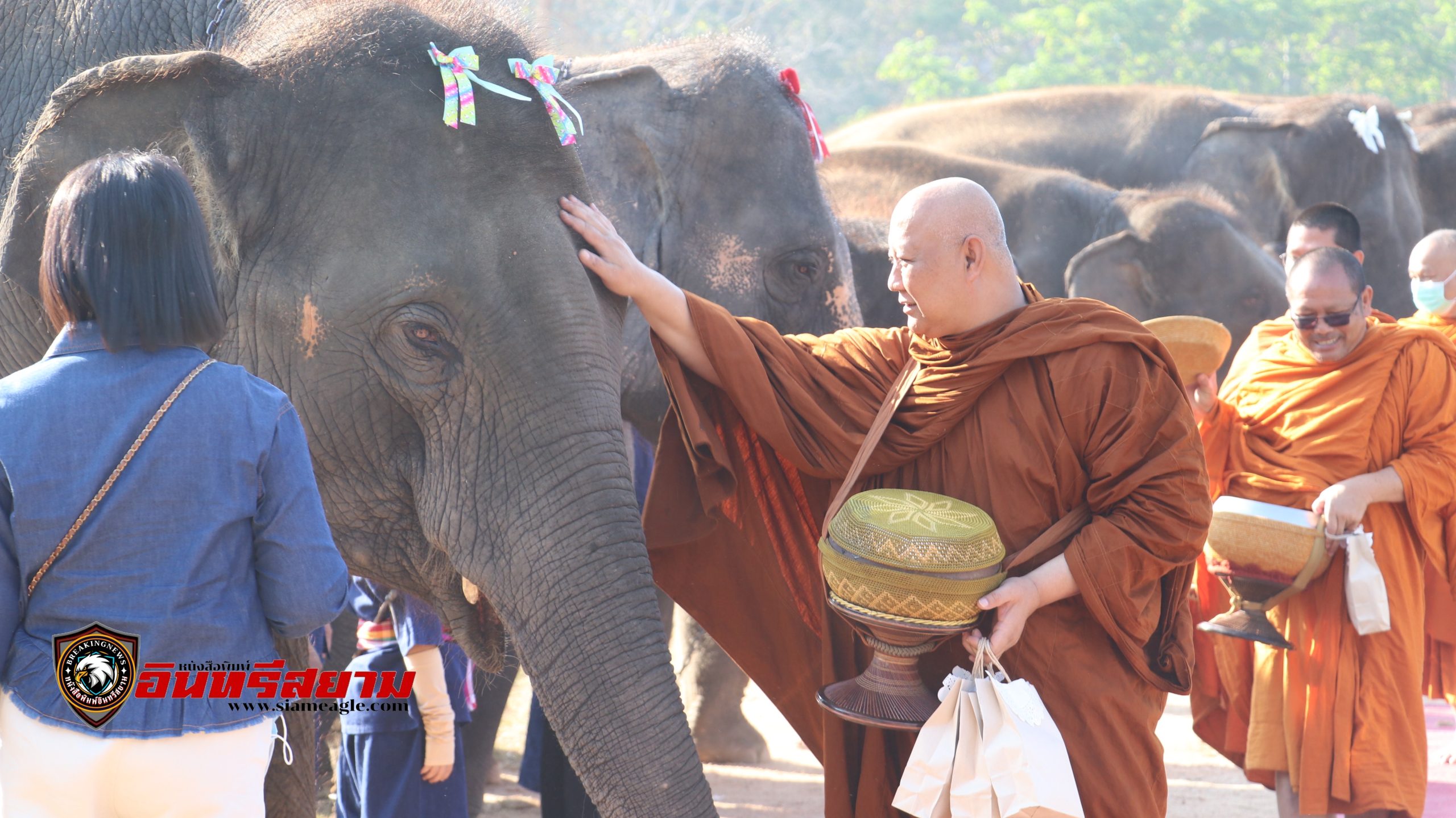 ลำปาง-สถาบันคชบาลแห่งชาติ จัดงาน”วันช้างไทย”